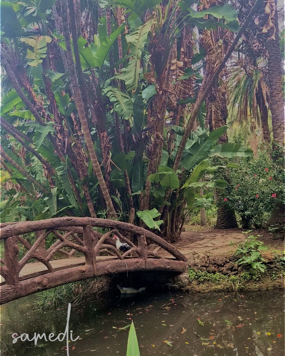 Un petit pont en bois au-dessus d'un bassin, entouré de plantes tropicales, au Jardin d'essai d'Alger