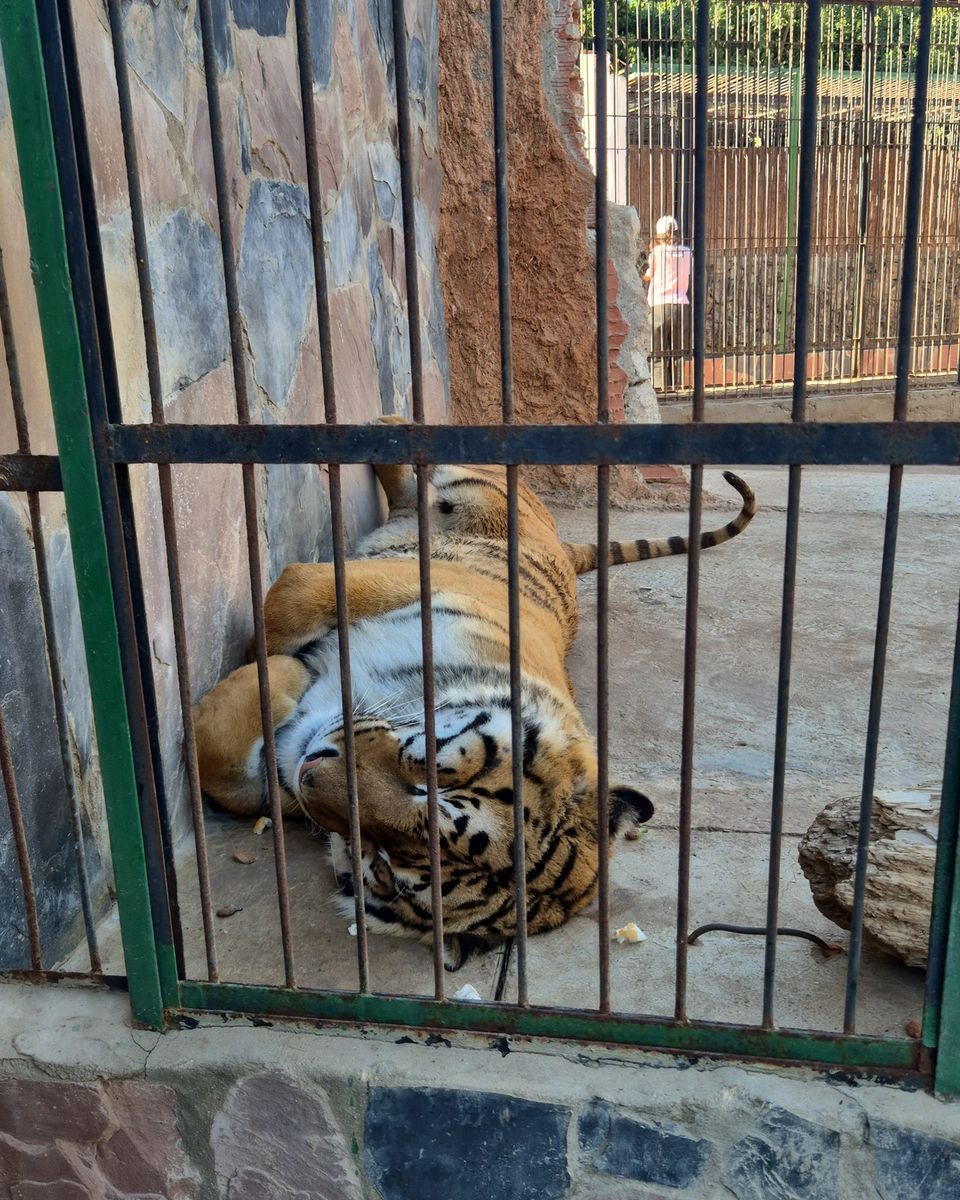 Un tigre allongé derrière les barreaux de son enclos, au zoo du Jardin d'essai d'Alger