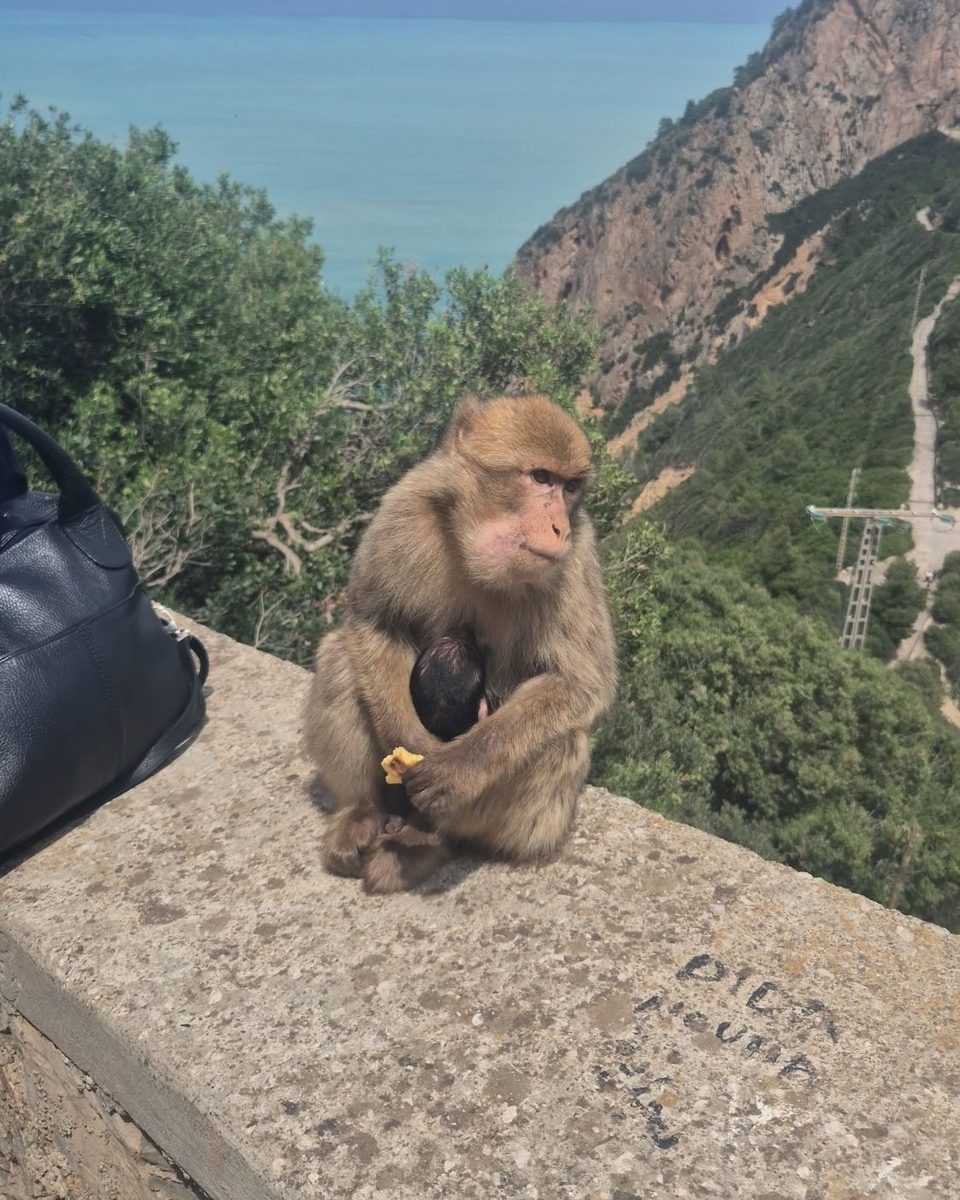 Un macaque de Berbérie assis sur un muret, tenant son petit contre lui, avec la mer turquoise et la falaise en arrière-plan