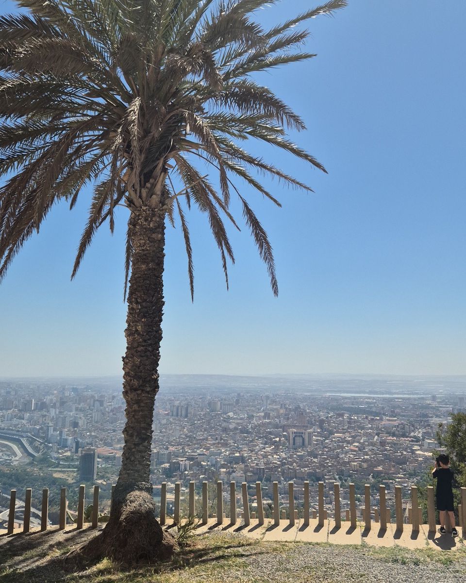 Un palmier sur les hauteurs d'Oran, avec toute la ville en contrebas
