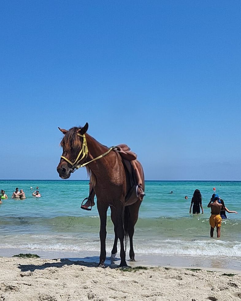 Un cheval sellé debout sur une plage au bord d'une mer turquoise, des baigneurs au loin
