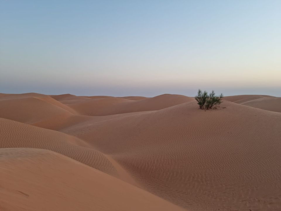 Des dunes de sable ondulées, avec un petit buisson, à la lumière douce du soir