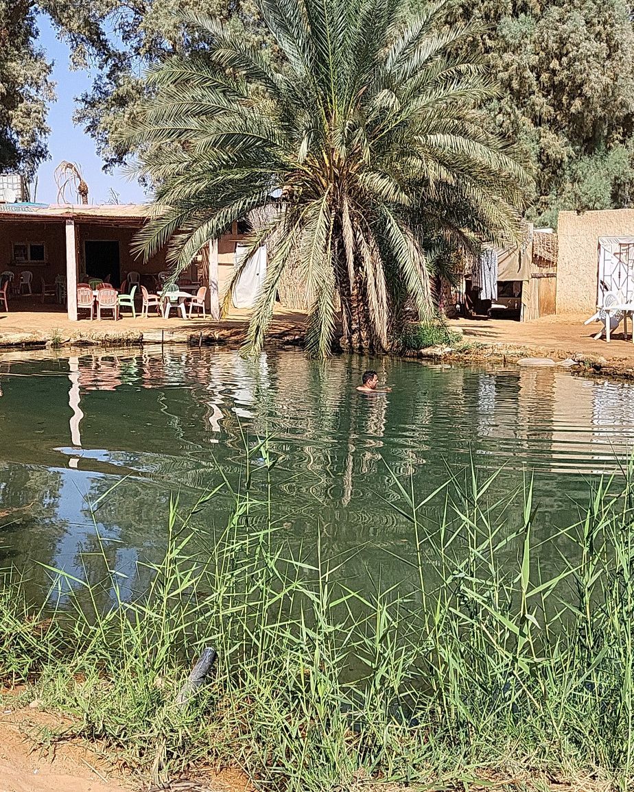 Un bassin d'eau verte entouré de roseaux et d'un grand palmier, dans une oasis